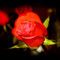 Red-rose