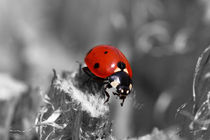 Marienkäfer - Ladybird by ropo13