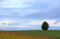 Baum im Feld by Wolfgang Dufner