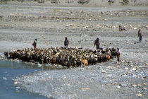 Goats at River en route to Ghasa by serenityphotography