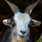 Curious-goat-en-route-to-ghorepani