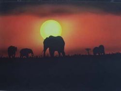 Elefanten-im-sonnenuntergang