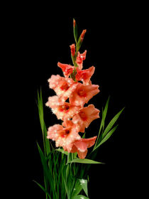 Gladiolus Superstar by Henry Selchow