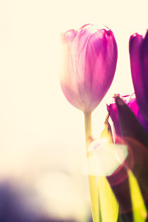 Purple tulips by Lars Hallstrom