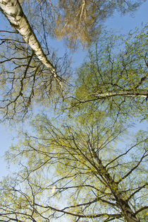 Trees and sky by Lars Hallstrom