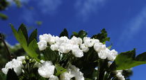 Weißdornblüte by tinadefortunata