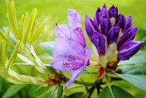 Rhododendron by tinadefortunata