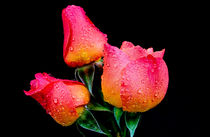 Roses by Jeremy Sage