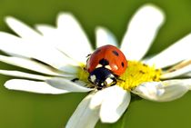 Ladybug by Julia Delgado