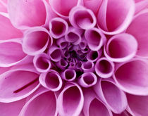 Pink Dahlia by Shannon Workman