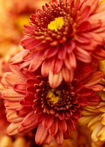 Autumn Mums by Shannon Workman
