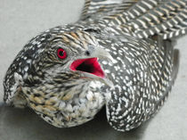 Angry bird von Nandan Nagwekar