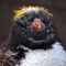 Baby-penguin