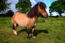 Bertie the Shetland Pony  by Rob Hawkins