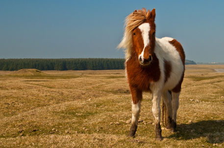 Bodmin-pony