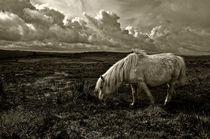 Pony grazing on Dartmoor by Rob Hawkins