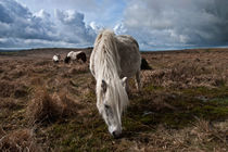 Grazing on the Moor by Rob Hawkins