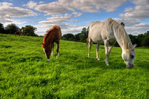 Horses Grazing by Rob Hawkins