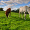 Horses-grazing