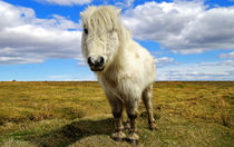 Dartmoor Pony  by Rob Hawkins
