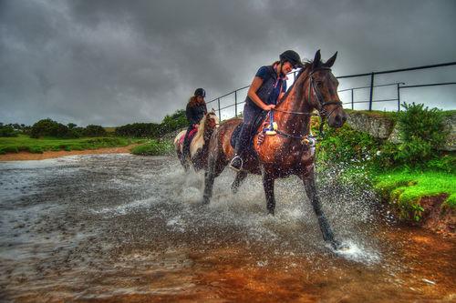 Water-horses-hdr