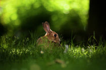 Rabbit.  by Samuel Gamlin