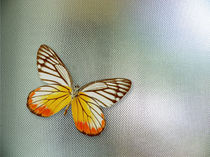Butterfly on Glass von Nandan Nagwekar
