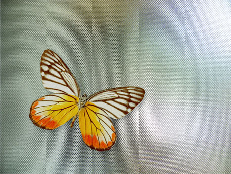 Butterfly-on-glass