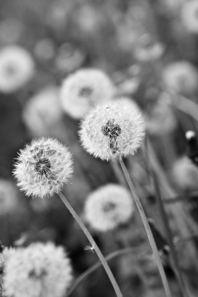 Black-and-white-dandelion