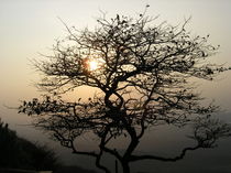 Lonely Tree by Nandan Nagwekar