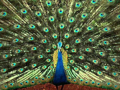 Grand-peacock