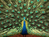 Grand Peacock by Nandan Nagwekar
