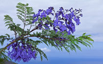 Jacaranda Mimosifolia  by monarch