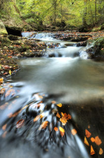 May Beck, Sneaton Forest.  North Yorkshire von Martin Williams