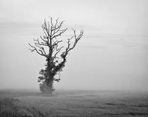 Isolated Tree in the morning mist von Buster Brown Photography