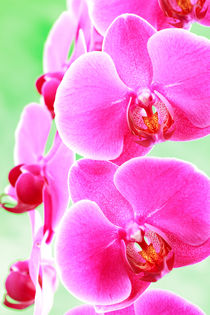 Moth Orchid by Martin Williams