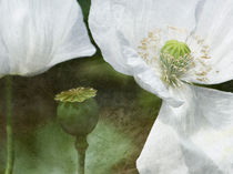 'white poppies' by Franziska Rullert