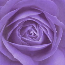 Rose lila von Christine Bässler