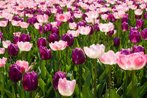 Tulpen von axvo-fotografie