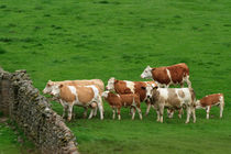 Wensleydale Cattle von Louise Heusinkveld