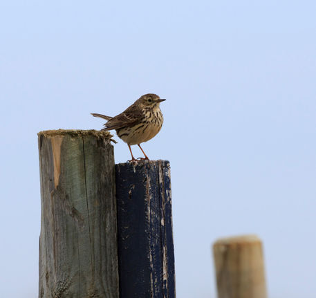 Meadow-pipit0033