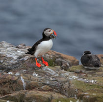 Puffin with Sand Eels by Louise Heusinkveld