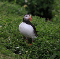 A Puffin Outside His Burrow von Louise Heusinkveld