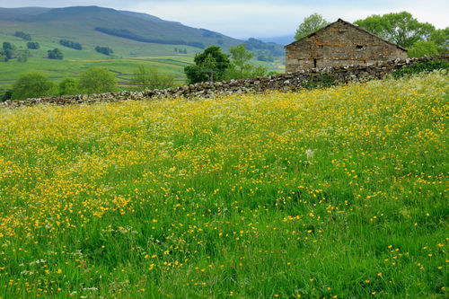 Stone-barn-and-buttercup-meadow0098