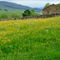 Stone-barn-and-buttercup-meadow0098