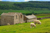 Sheep grazing in Swaledale von Louise Heusinkveld