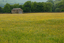 Field of buttercups and stone barn, Swaledale, North Yorkshire von Louise Heusinkveld