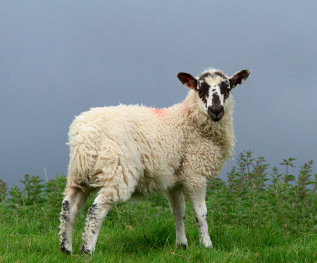Wensleydale-lamb0164
