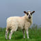 Wensleydale-lamb0164