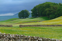 Dry Stone Walls and Wildflower Meadows von Louise Heusinkveld